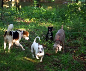 IMGP8071FRI 17 - Copy